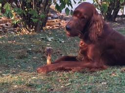 Balu, Irish-Setter, 4 Jahre