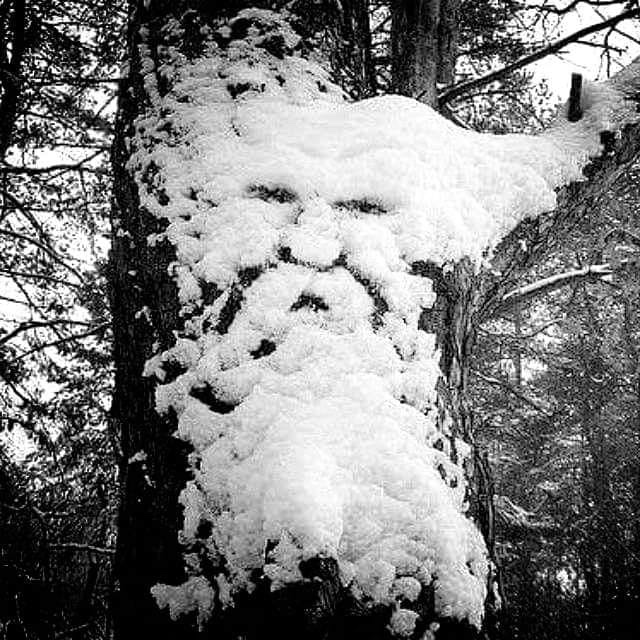 Schneegeist am Waldrand.jpg