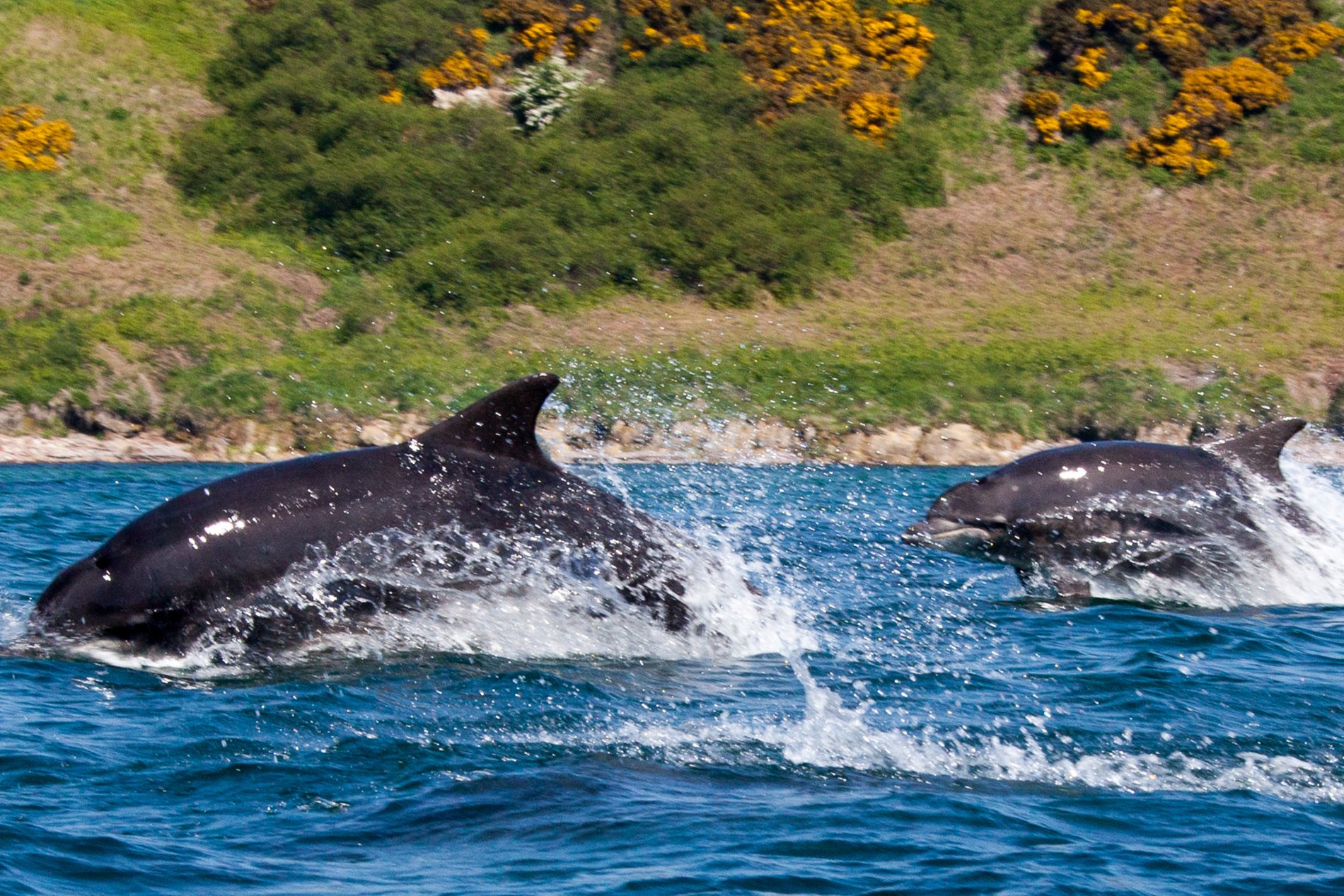 2018-05-28_11-59-33_Schottland Delfin__MG_9692-2560-2.jpg