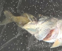 Fisch.JPG