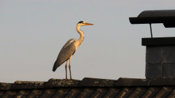 IMG_6151.jpg