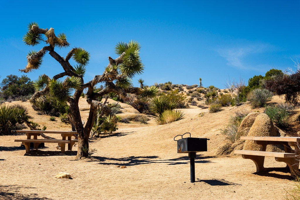 Joshua Tree-03.jpg