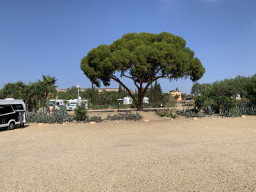 Oasis Al Mar
