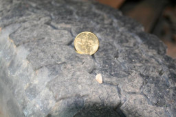2-oz06_775.JPG
