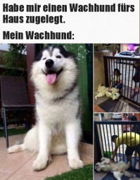 Hund.JPG
