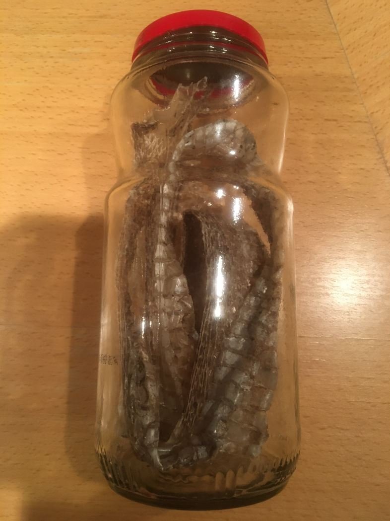 rattlesnake.JPG