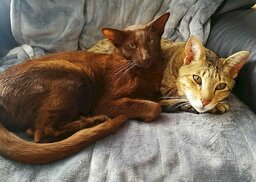 cats.jpg