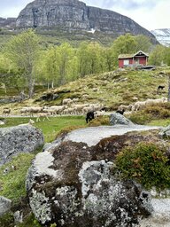 Inklusive Almauftrieb