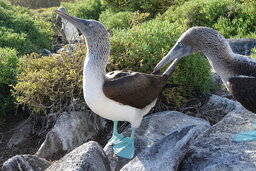Blaufußtölpel ❤️ Galapagos