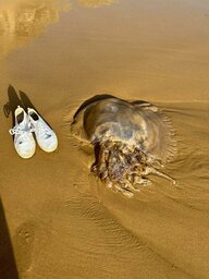 Das Ding aus einer anderen Welt…….<br />Das links sind meine Schuhe (Gr.44)