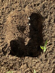 IMG_2297.jpeg