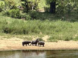 IMG_2342.jpeg