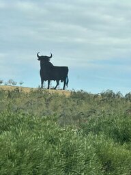 Begrüßung durch den Osborne - Stier