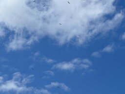 IMG_0818.jpeg