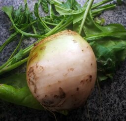 weiße beete.jpg
