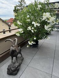 IMG_0910.jpeg