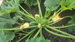 Zucchini aber nur 2 Pflanzen