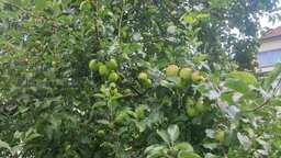 Äpfel
