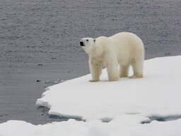 Nördlich Spitzbergen
