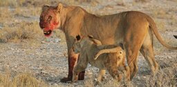 Serengeti Park.jpg
