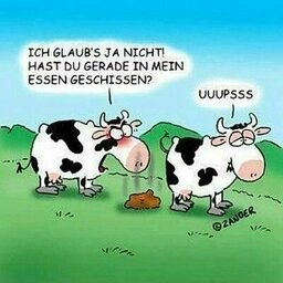 kuh muh-2.jpg