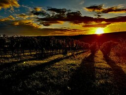 IMG_1235.jpeg