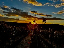 IMG_1233.jpeg