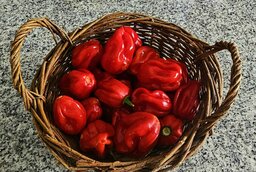 red-savina-habanero.jpg