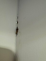IMG_8365.jpeg