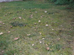 Pilze im Garten 004.JPG