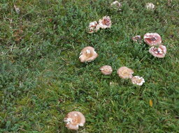 Pilze im Garten 001.JPG