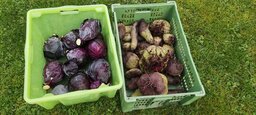 Rotkohl und rote Beete