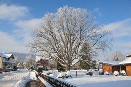 Baum im Staudengarten_01.jpg