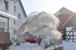 Trauerweide _Raureif.jpg