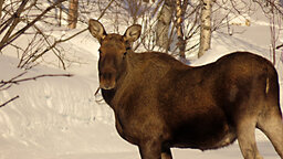 IMG_4196.jpg