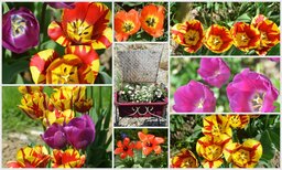 Blumenbilder Collagen_resized.jpg