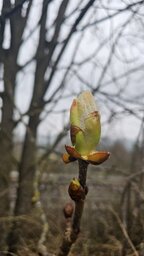 natur.jpg