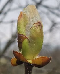 natur2.jpg