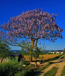 baum.jpg