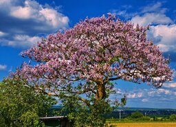baum1.jpg