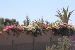 IMG_8911.JPG