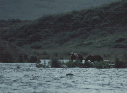 Kodiak7.JPG