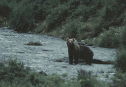 Kodiak8.JPG