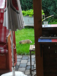 IMG-20210819-WA0007.jpeg