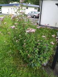 IMG-20210804-WA0026.jpeg
