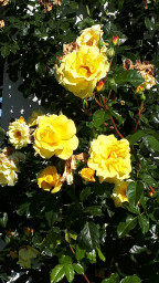 IMG-20211009-WA0004.jpeg