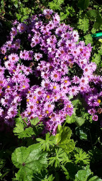 IMG-20211009-WA0008.jpeg